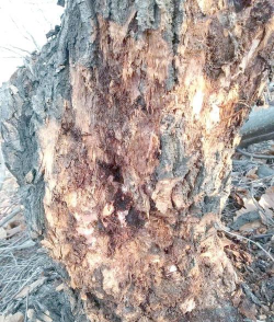 板栗树树杆腐烂如何防治,找准病因,及时处理 板栗树树杆腐烂如何防治,找准病因,及时处理