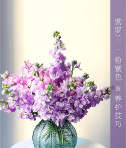 桑椹树病虫防治方法，常见问题解析，实用应对技巧