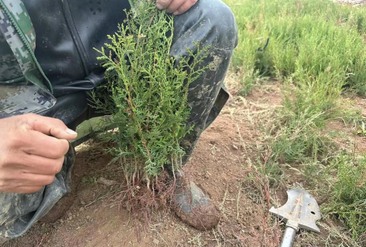 桑椹树病虫防治方法，常见问题解析，实用应对技巧