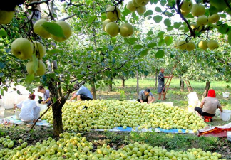 桑椹树病虫防治方法，常见问题解析，实用应对技巧
