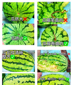 桑椹树病虫防治方法，常见问题解析，实用应对技巧