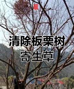 桑椹树病虫防治方法，常见问题解析，实用应对技巧