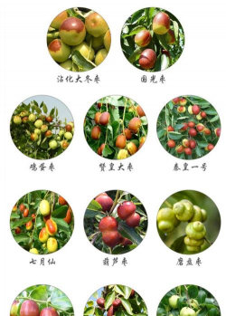 桑椹树病虫防治方法，常见问题解析，实用应对技巧