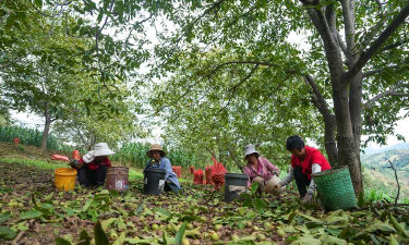 桑椹树病虫防治方法，常见问题解析，实用应对技巧