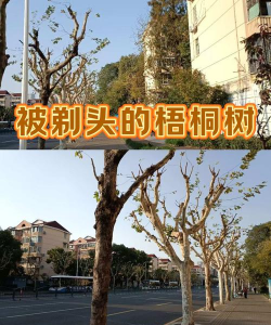 桑椹树病虫防治方法，常见问题解析，实用应对技巧