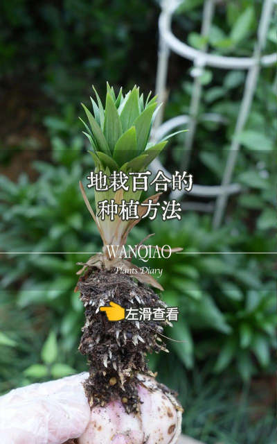 桑椹树病虫防治方法，常见问题解析，实用应对技巧