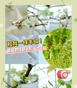 桑椹树病虫防治方法，常见问题解析，实用应对技巧