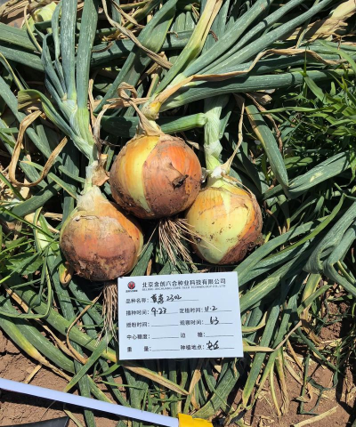 桑椹树病虫防治方法，常见问题解析，实用应对技巧