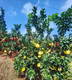 桑椹树病虫防治方法，常见问题解析，实用应对技巧