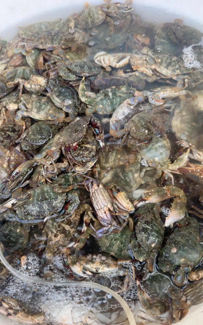 桑椹树病虫防治方法，常见问题解析，实用应对技巧