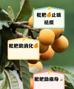 桑椹树病虫防治方法，常见问题解析，实用应对技巧