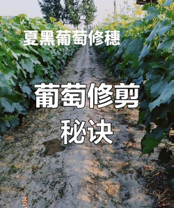 桑椹树病虫防治方法，常见问题解析，实用应对技巧