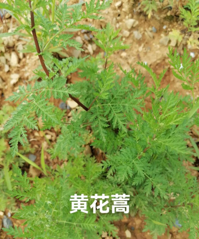 桑椹树病虫防治方法，常见问题解析，实用应对技巧