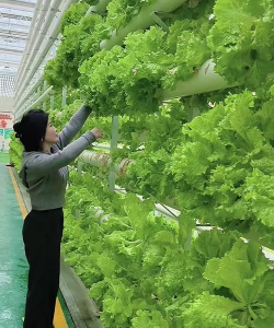 桑椹树病虫防治方法，常见问题解析，实用应对技巧