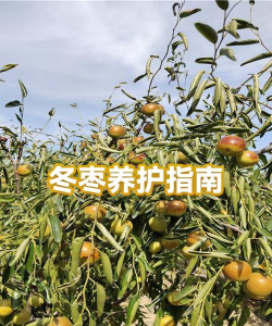 桑椹树病虫防治方法，常见问题解析，实用应对技巧