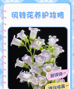 桑椹树病虫防治方法，常见问题解析，实用应对技巧