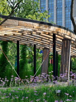 桑椹树病虫防治方法，常见问题解析，实用应对技巧