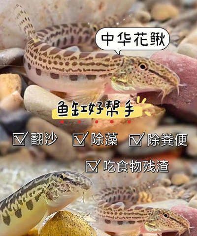 桑椹树病虫防治方法，常见问题解析，实用应对技巧