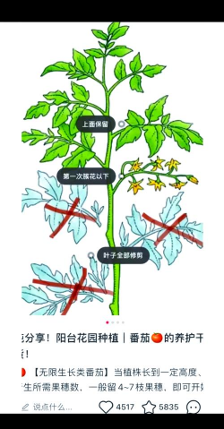 桑椹树病虫防治方法，常见问题解析，实用应对技巧