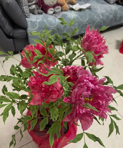 桑椹树病虫防治方法，常见问题解析，实用应对技巧