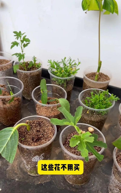 家庭养花用生根粉