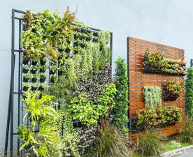 桑椹树病虫防治方法，常见问题解析，实用应对技巧