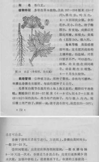 桑椹树病虫防治方法，常见问题解析，实用应对技巧