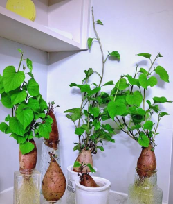 草果栽培，掌握关键技巧，实现高产稳收