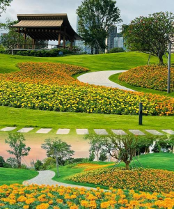 草果栽培，掌握关键技巧，实现高产稳收