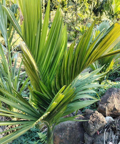 草果栽培，掌握关键技巧，实现高产稳收