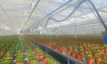 草果栽培，掌握关键技巧，实现高产稳收