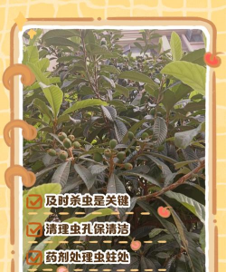 草果栽培，掌握关键技巧，实现高产稳收