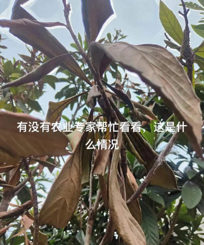 草果栽培，掌握关键技巧，实现高产稳收