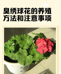 紫荆树白蚁怎么防治，找准方法，避免树木受损