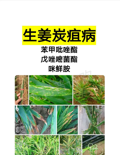 紫荆树白蚁怎么防治，找准方法，避免树木受损