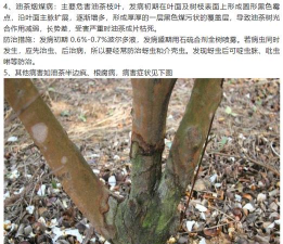 桑椹树病虫防治方法，常见问题解析，实用应对技巧