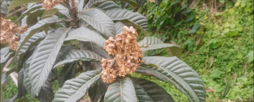 桑椹树病虫防治方法，常见问题解析，实用应对技巧