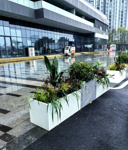 桑椹树病虫防治方法，常见问题解析，实用应对技巧