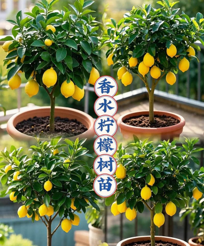 桑椹树病虫防治方法，常见问题解析，实用应对技巧