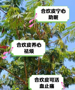 合欢树防治专家，解决常见问题，提供实用建议