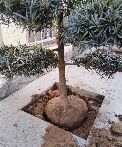 罗汉松的栽培，选对方法，轻松上手