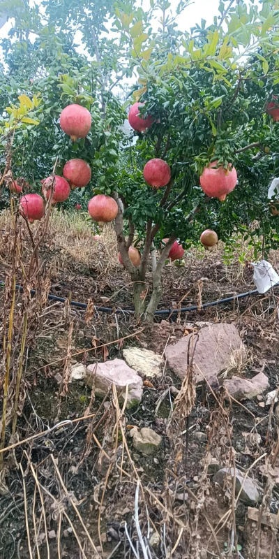 桑椹树病虫防治方法，常见问题解析，实用应对技巧