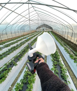 桑椹树病虫防治方法，常见问题解析，实用应对技巧