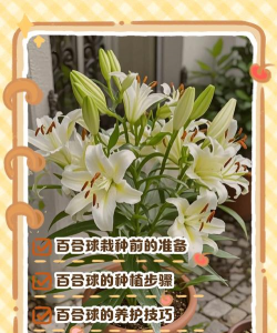 百合花后怎么养球,掌握关键技巧,轻松复花 百合花后怎么养球,掌握关键技巧,轻松复花