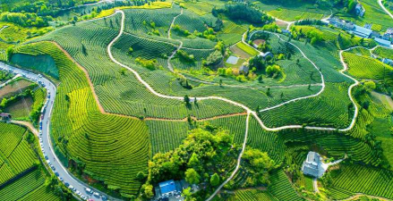 桑椹树病虫防治方法，常见问题解析，实用应对技巧