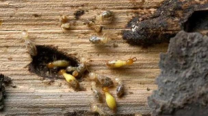 桑椹树病虫防治方法，常见问题解析，实用应对技巧