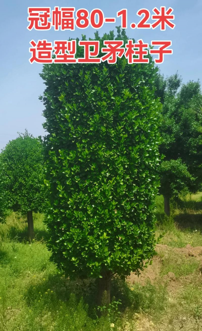 桑椹树病虫防治方法，常见问题解析，实用应对技巧