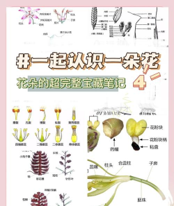 桑椹树病虫防治方法，常见问题解析，实用应对技巧