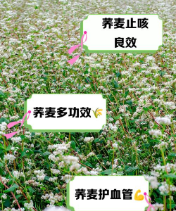 桑椹树病虫防治方法，常见问题解析，实用应对技巧