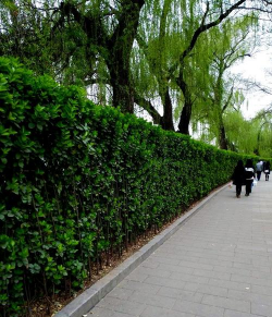 桑椹树病虫防治方法，常见问题解析，实用应对技巧